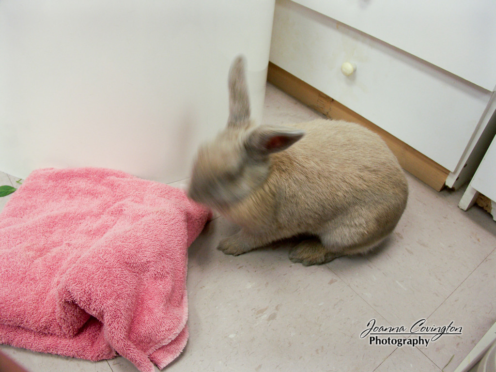 First photo of Cinnabun the day we met her - 8/21/05