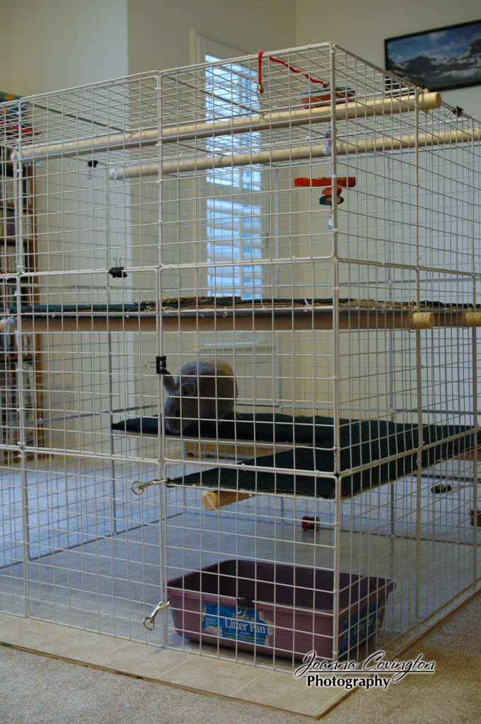 New bunny condos - 5/2007