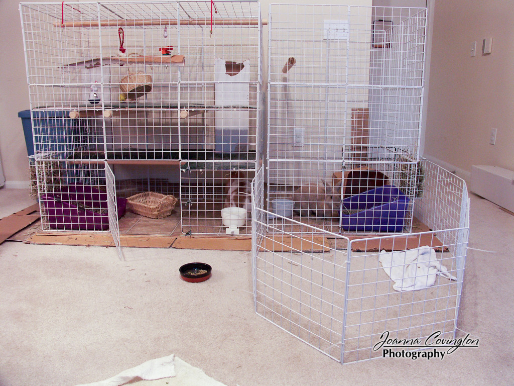 Cinnabun's first condo - 8/2005