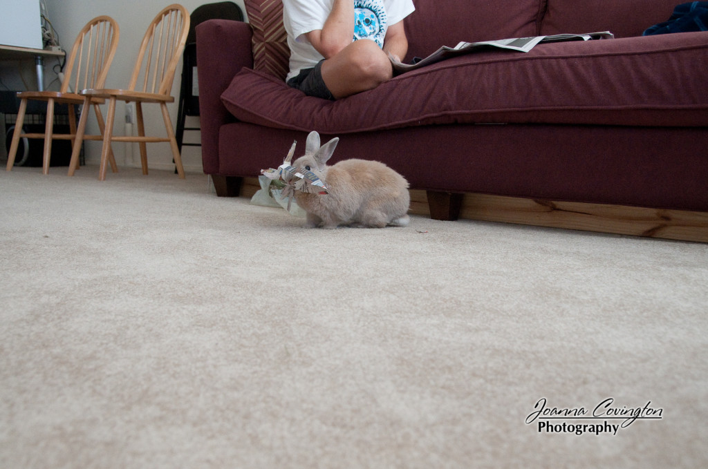 Newspaper whiskers as she runs around the living room - 8/2009