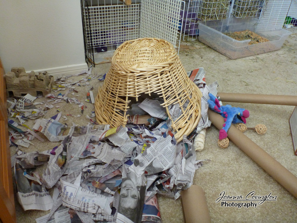 Cinnabun in destruction mode - 1/2012