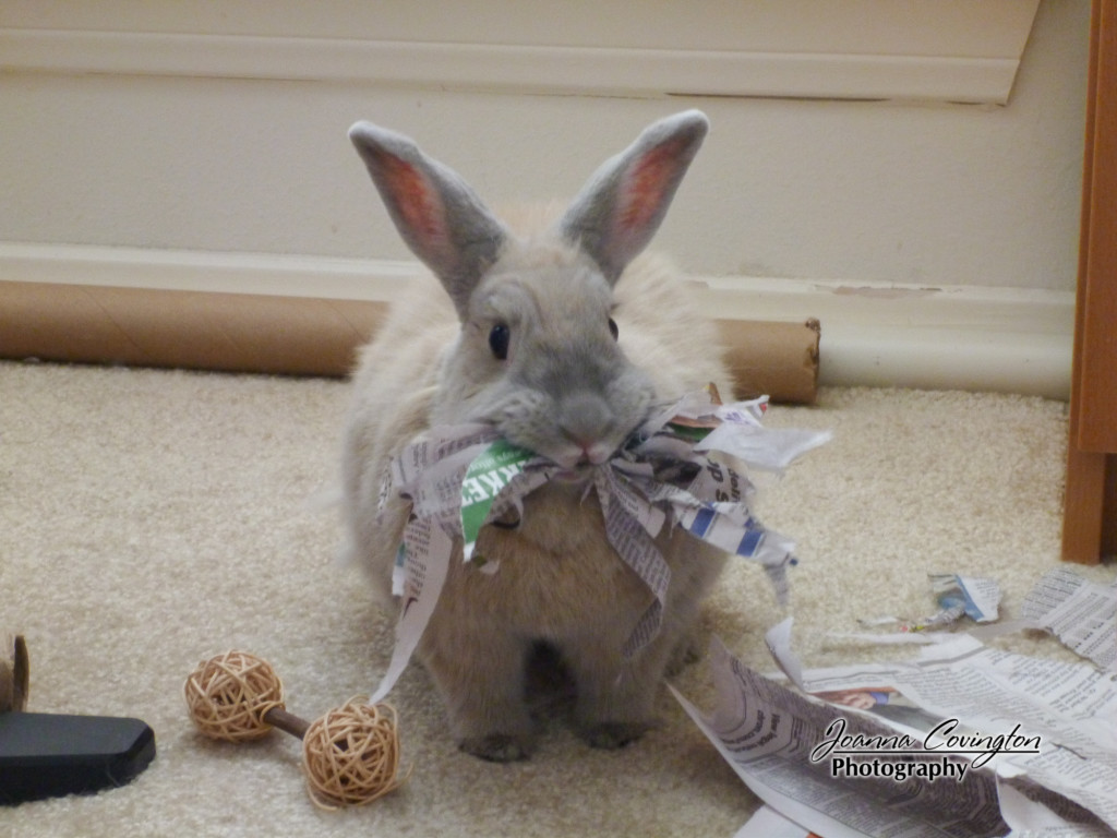 Newspaper whiskers - 1/2012