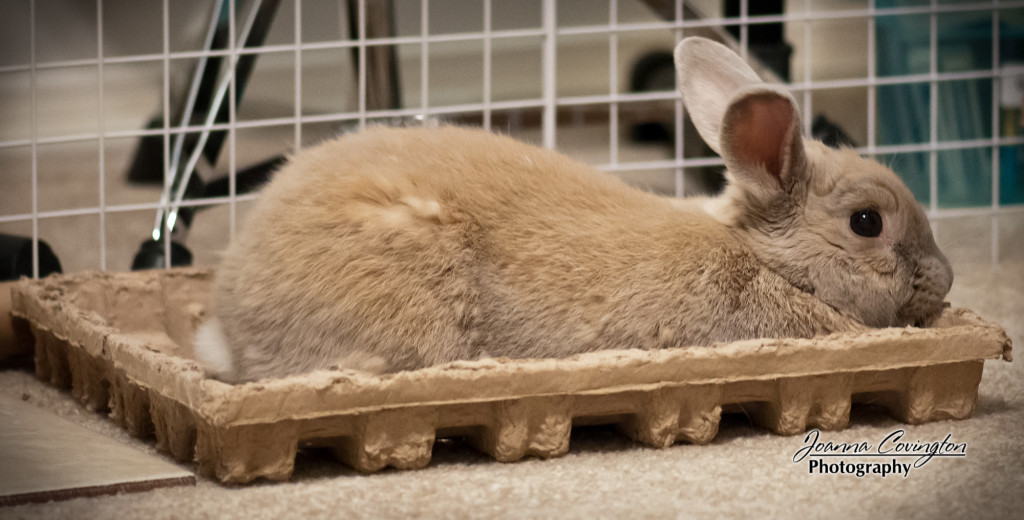 Bunny in a cardboard nest - 4/2012