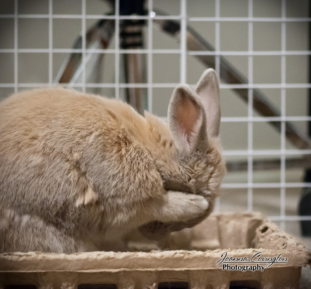 Grooming - 7/2013