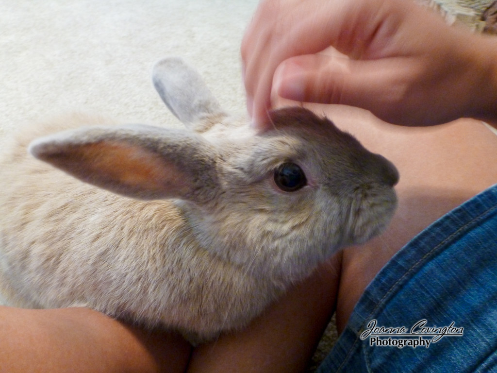 Friendly bunny - 5/2012
