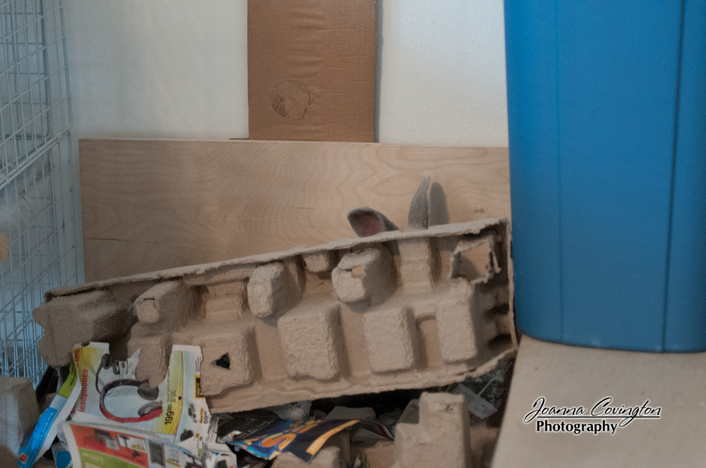 Digging in a bunny-proofed corner - 9/2012