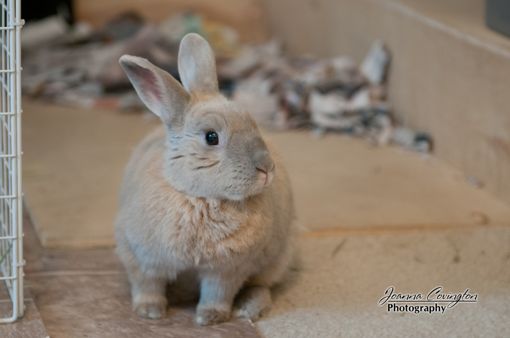 Cinnabun at the bottom of the stairs - 2/2013