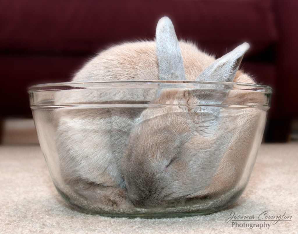 Bunny in a bowl! - 1/2013