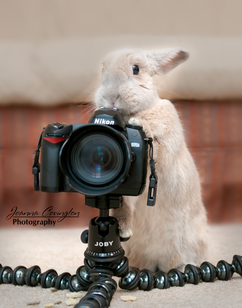 Cinnabun posing as a photographer with my old camera - 5/25/13
