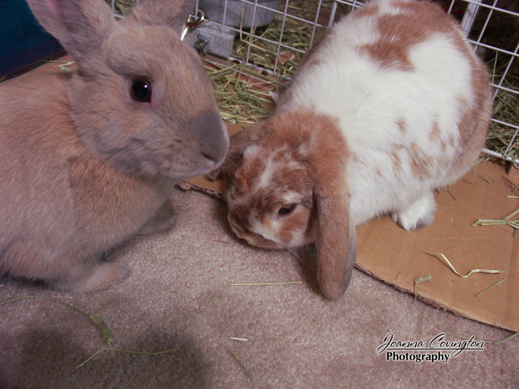Cinnabun and Milo - 12/2005