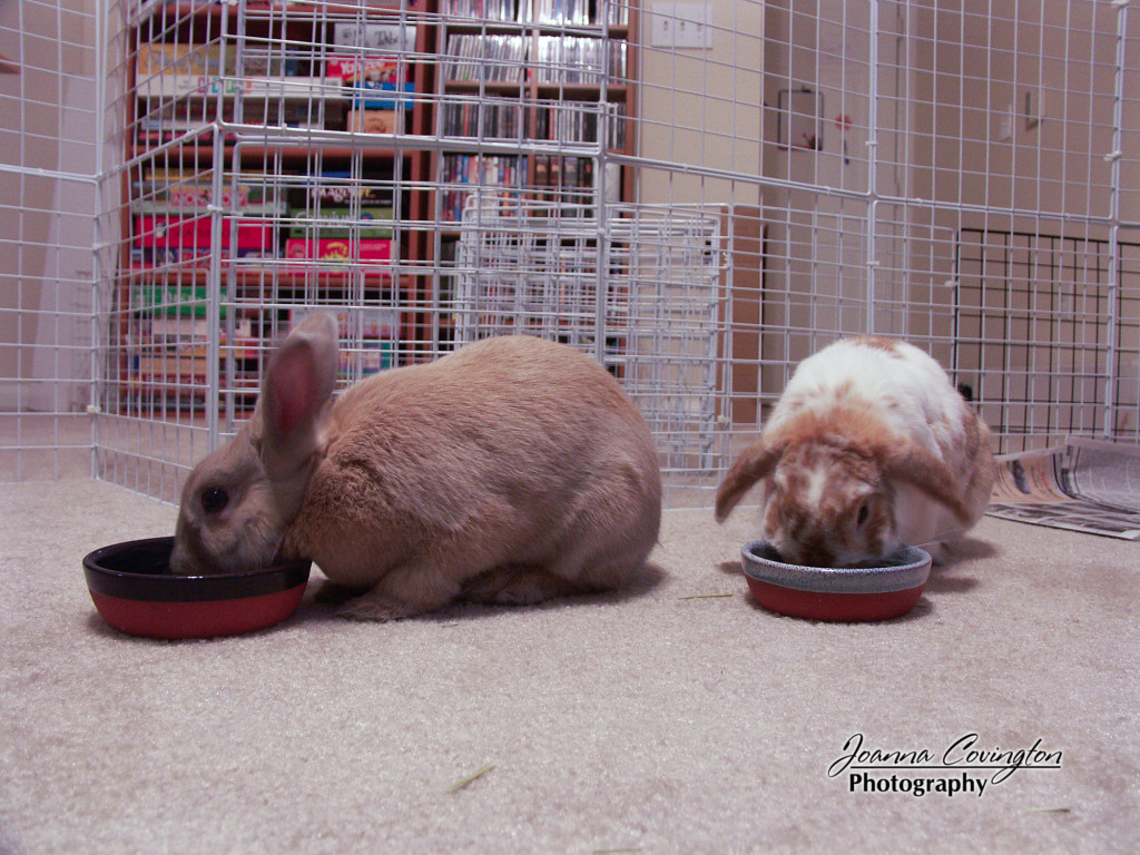 Cinnabun and Milo eating together - 12/2005