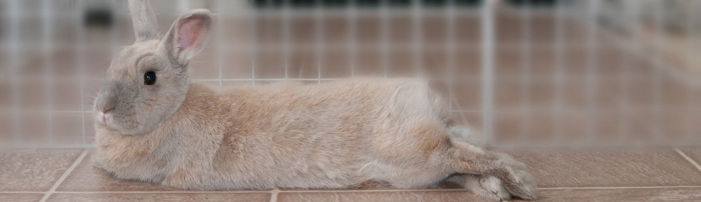 Cinnabun